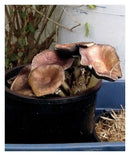 DIY Mushroom Cultivation