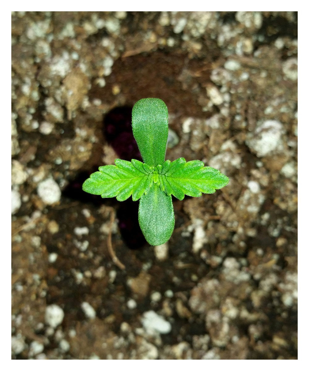 DIY Autoflowering Cannabis