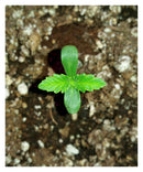 DIY Autoflowering Cannabis