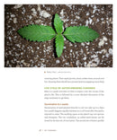 DIY Autoflowering Cannabis