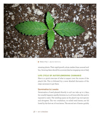 DIY Autoflowering Cannabis