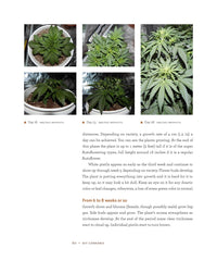 DIY Autoflowering Cannabis