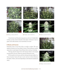 DIY Autoflowering Cannabis