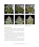 DIY Autoflowering Cannabis