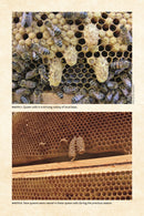 Keeping Bees with a Smile