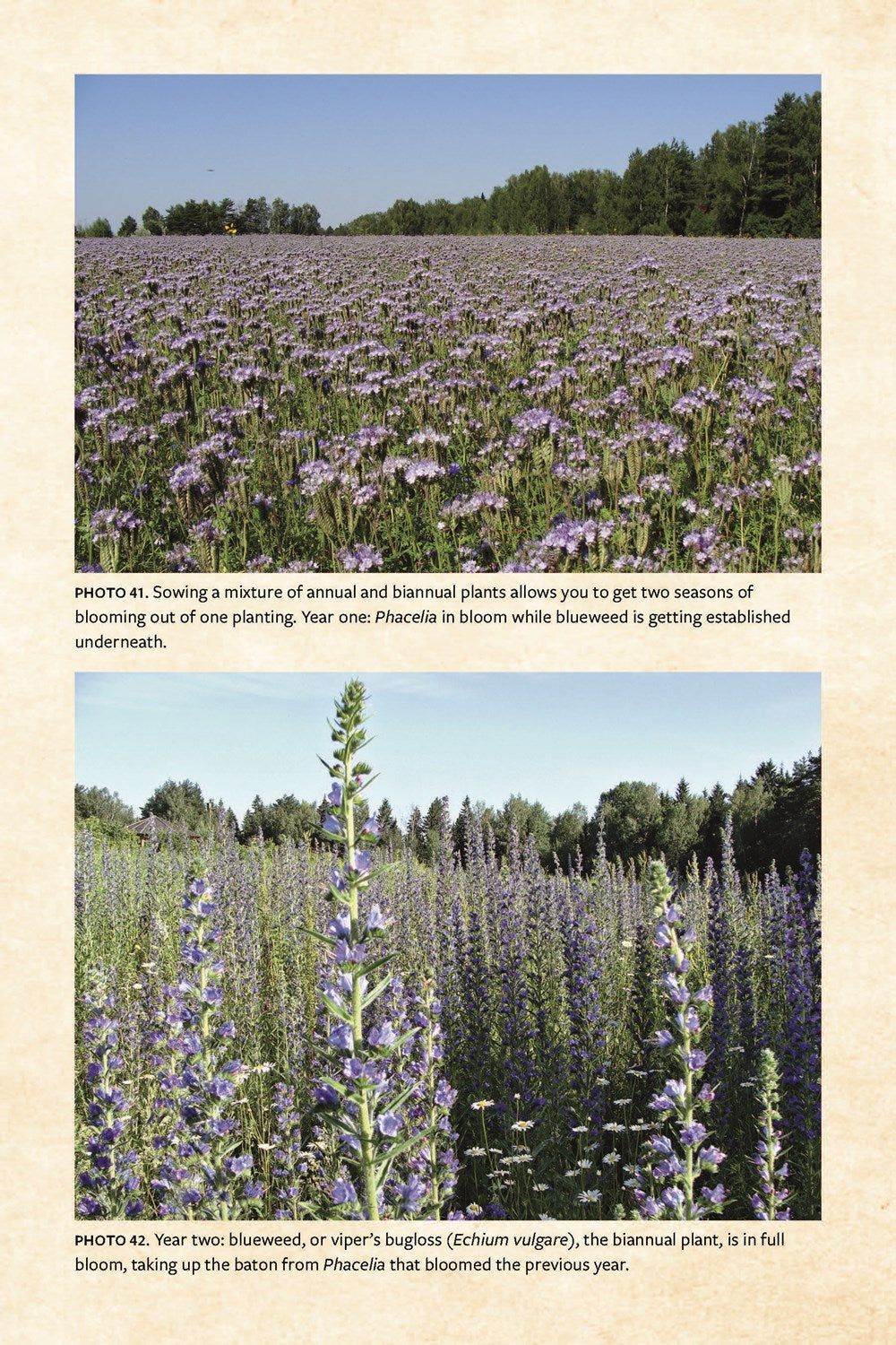 Keeping Bees with a Smile