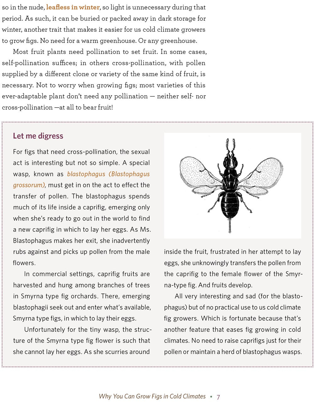 Growing Figs in Cold Climates