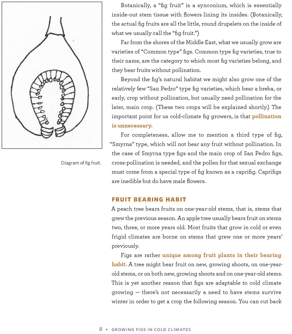 Growing Figs in Cold Climates
