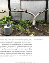 Growing Figs in Cold Climates