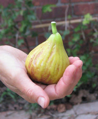 Growing Figs in Cold Climates
