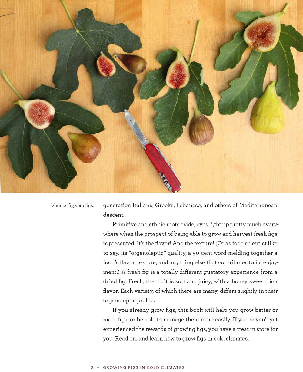 Growing Figs in Cold Climates