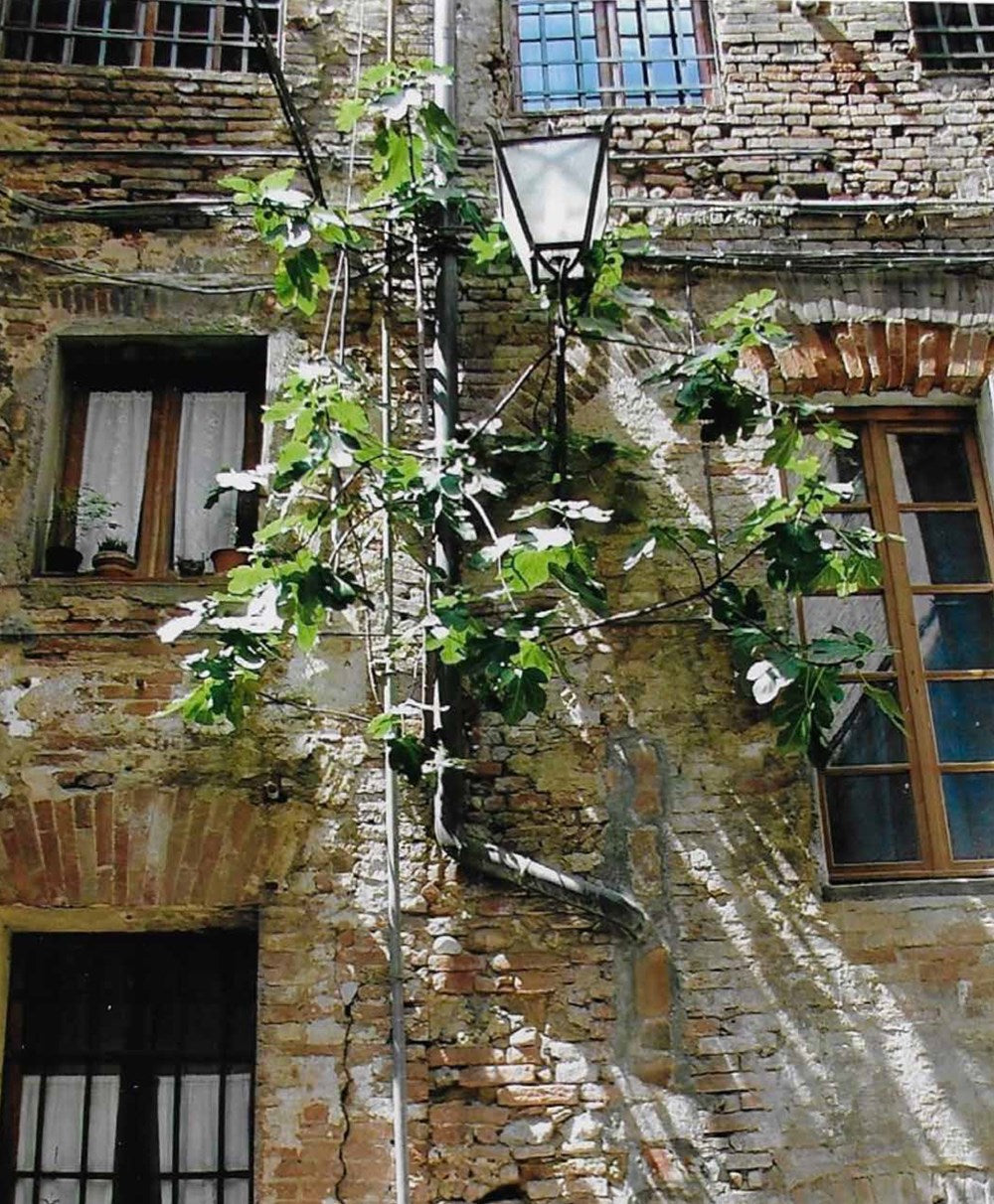 Growing Figs in Cold Climates