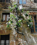 Growing Figs in Cold Climates