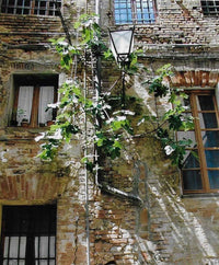 Growing Figs in Cold Climates