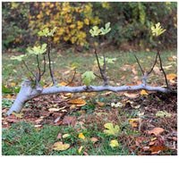 Growing Figs in Cold Climates