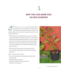 Growing Figs in Cold Climates