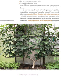 Growing Figs in Cold Climates