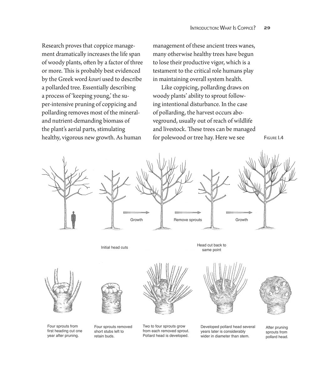 Coppice Agroforestry