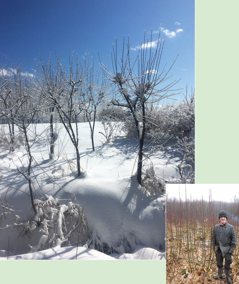 Coppice Agroforestry