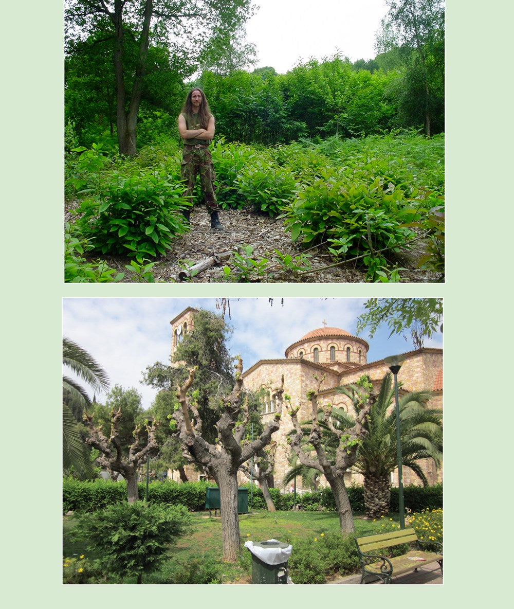 Coppice Agroforestry