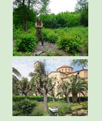 Coppice Agroforestry