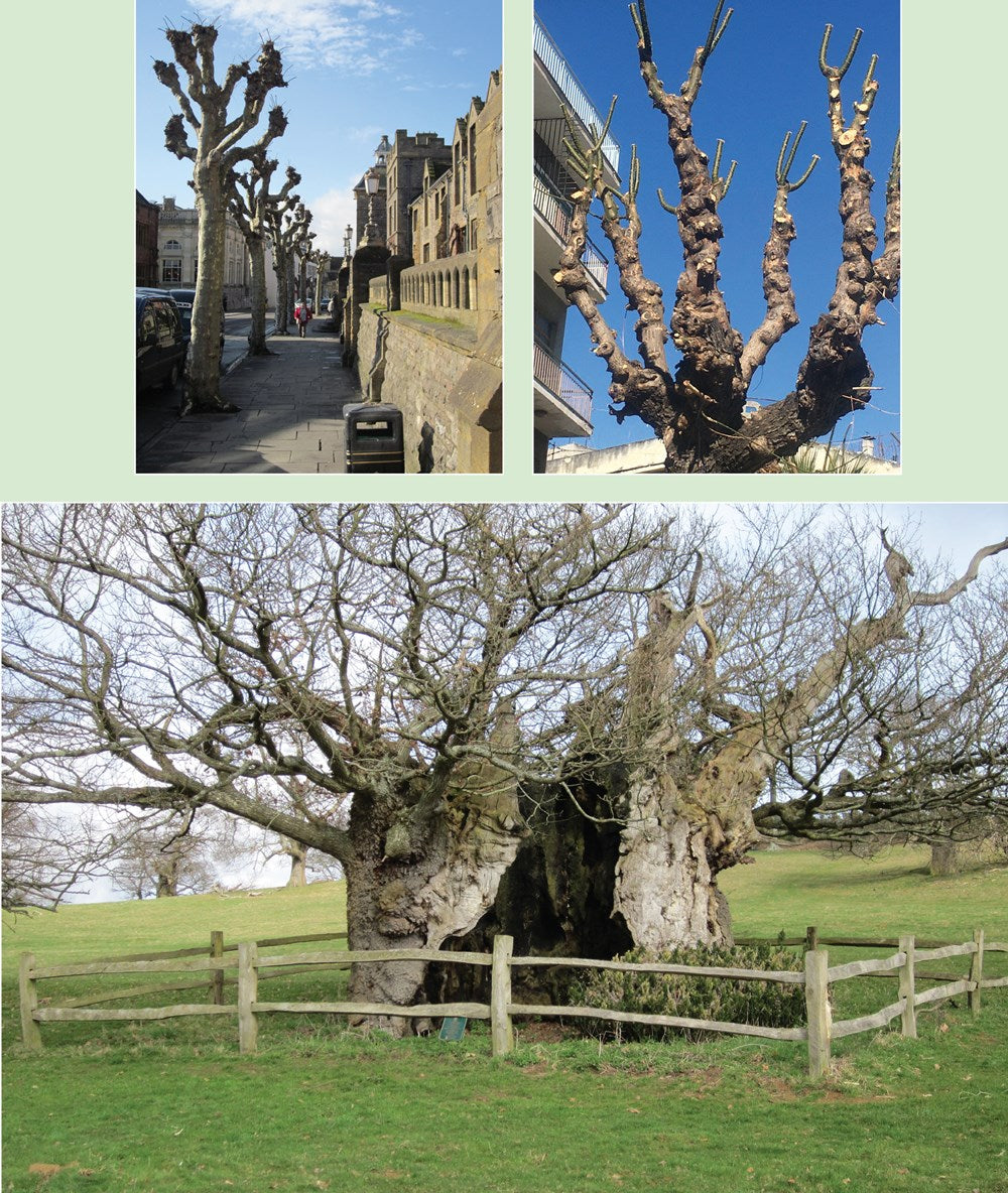 Coppice Agroforestry