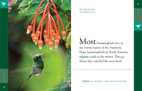 Amazing Animals: Hummingbirds