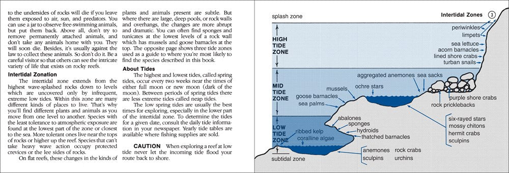 Pacific Intertidal Life