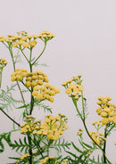 Leaves, Roots & Fruit: A Step-by-Step Guide to Planting an Organic Kitchen Garden