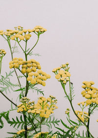 Leaves, Roots & Fruit: A Step-by-Step Guide to Planting an Organic Kitchen Garden