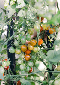 Leaves, Roots & Fruit: A Step-by-Step Guide to Planting an Organic Kitchen Garden