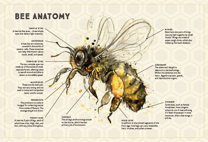 The Little Book of Bees