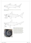 Shark Biology and Conservation