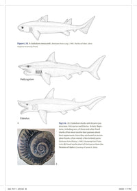 Shark Biology and Conservation