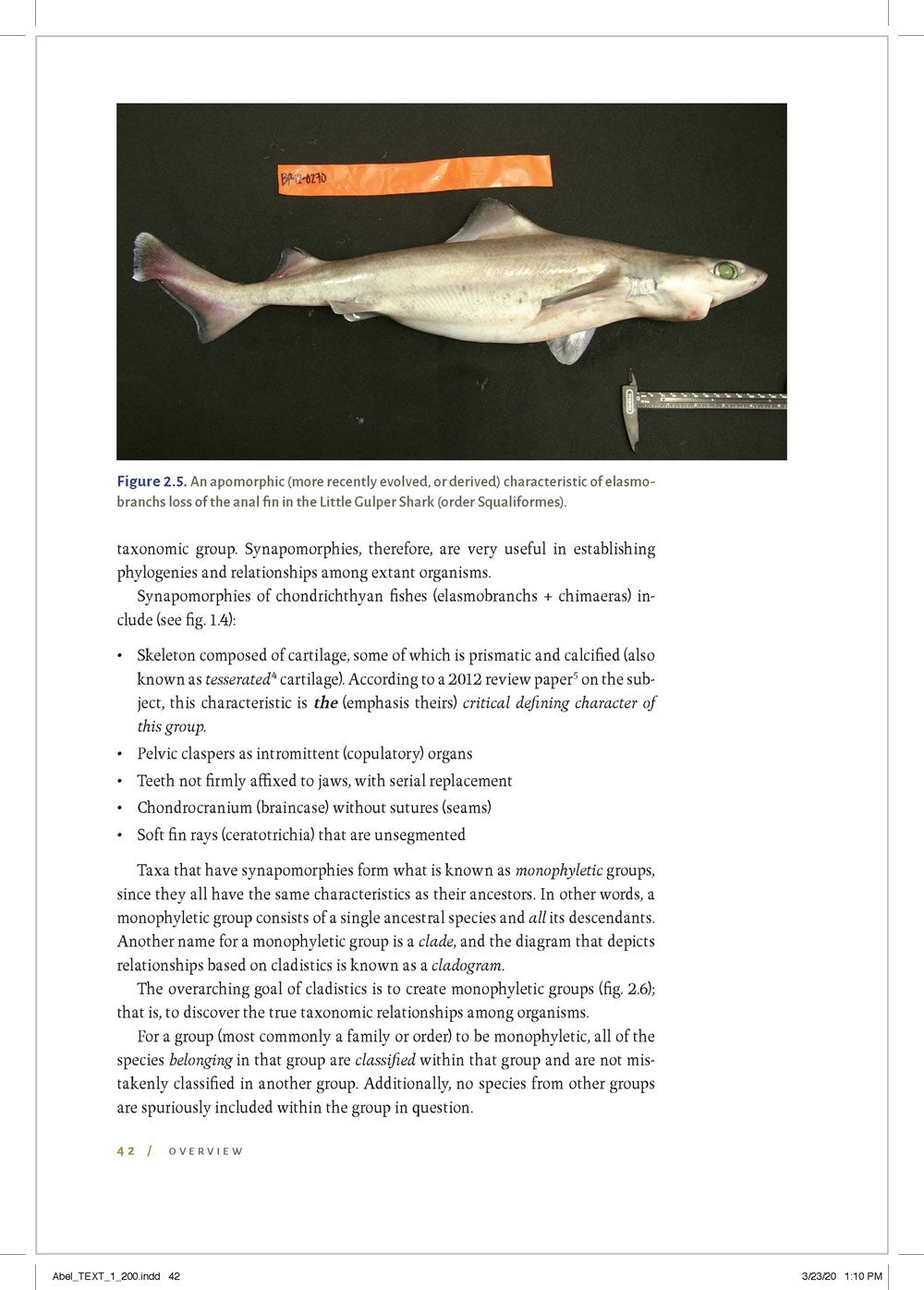 Shark Biology and Conservation