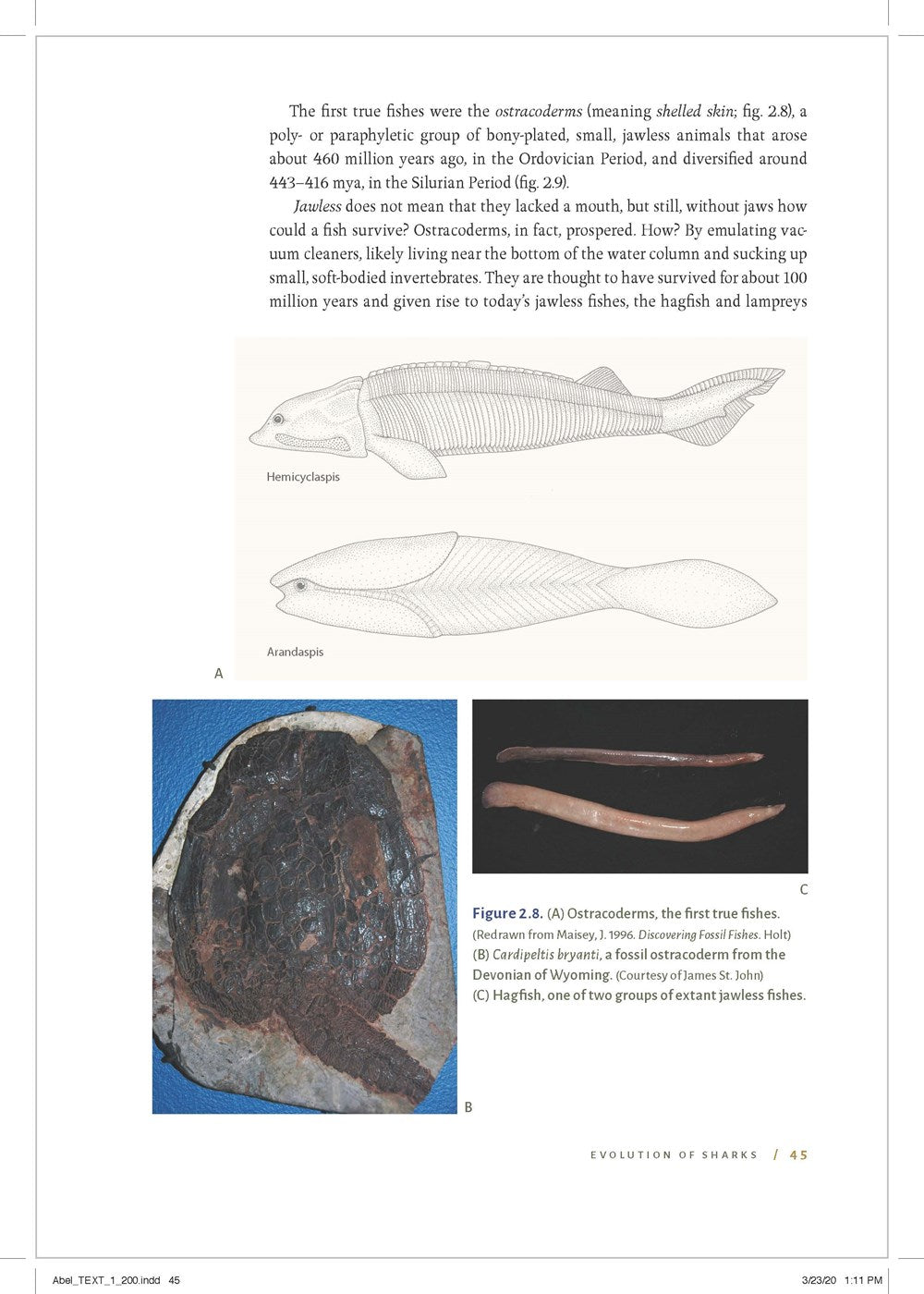 Shark Biology and Conservation