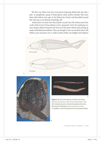 Shark Biology and Conservation