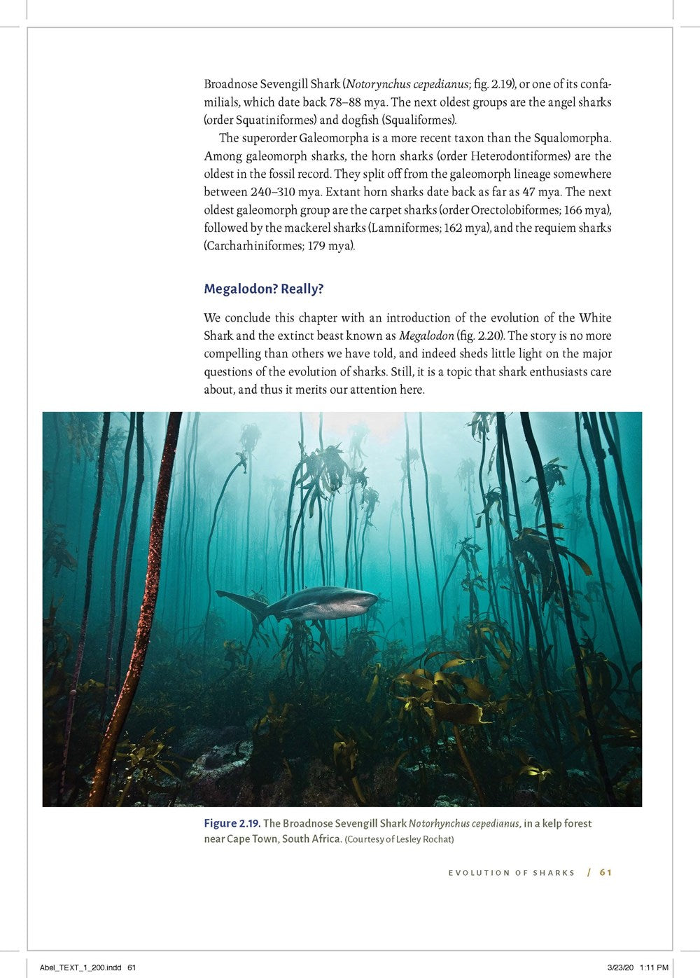 Shark Biology and Conservation