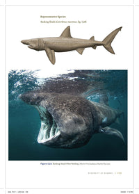 Shark Biology and Conservation