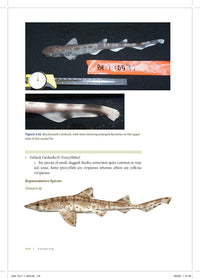 Shark Biology and Conservation