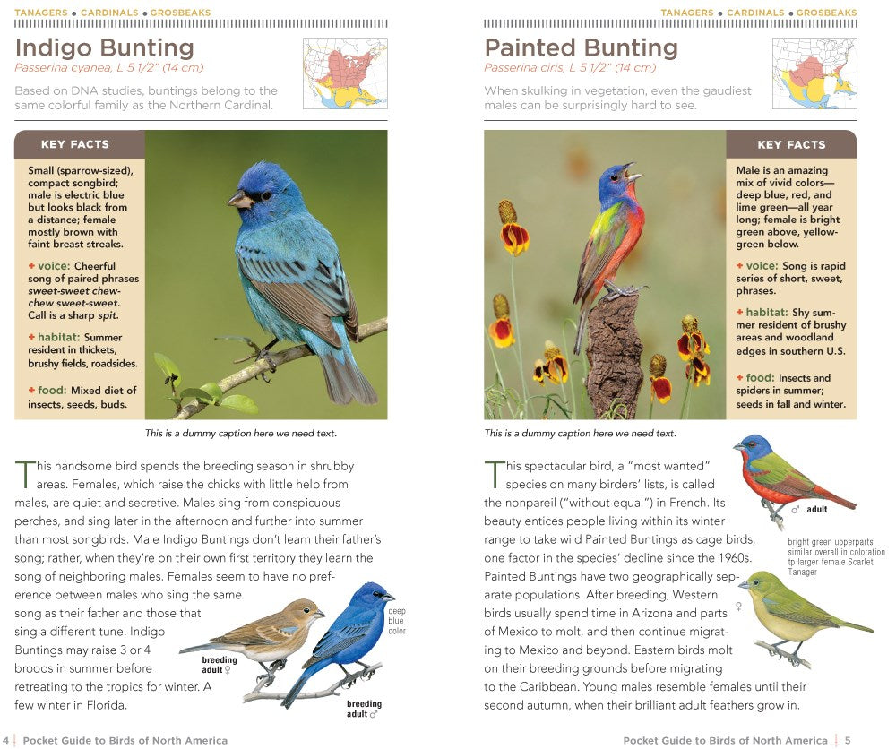 National Geographic Pocket Guide to the Birds of North America