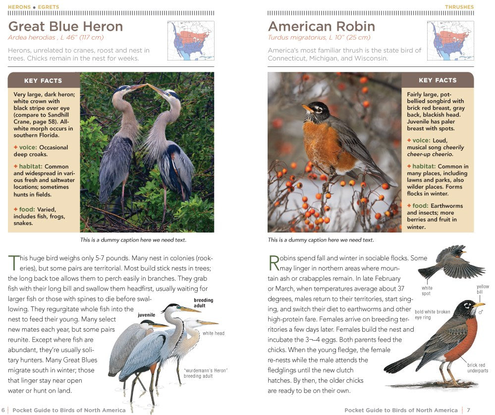 National Geographic Pocket Guide to the Birds of North America
