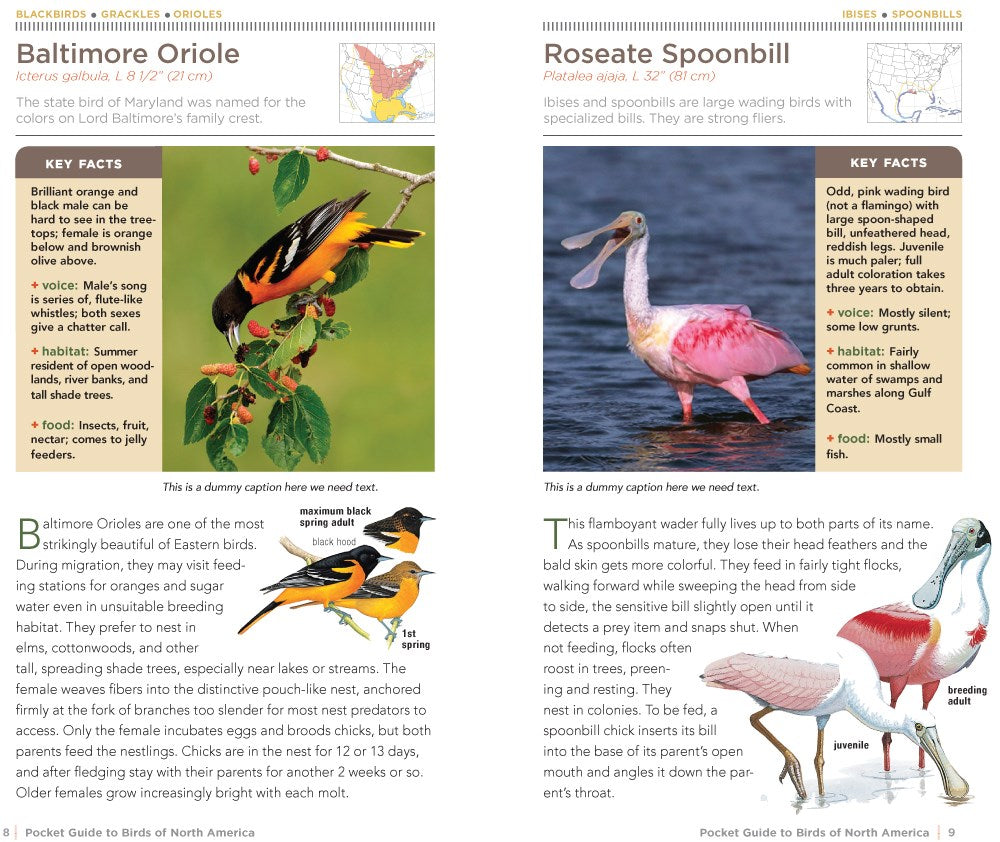 National Geographic Pocket Guide to the Birds of North America