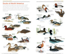 National Geographic Pocket Guide to the Birds of North America