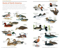 National Geographic Pocket Guide to the Birds of North America