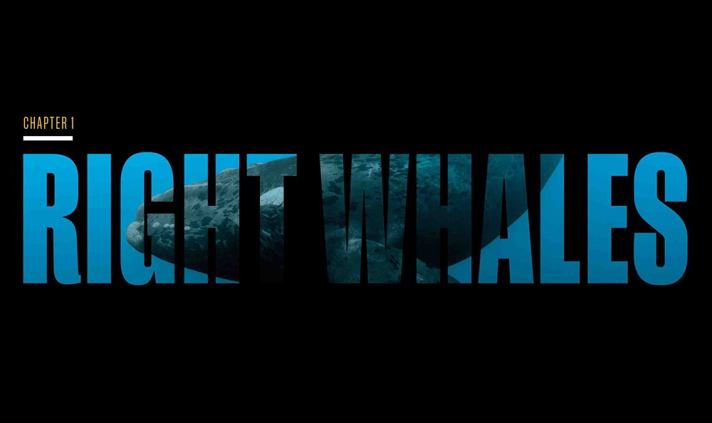 Secrets of the Whales