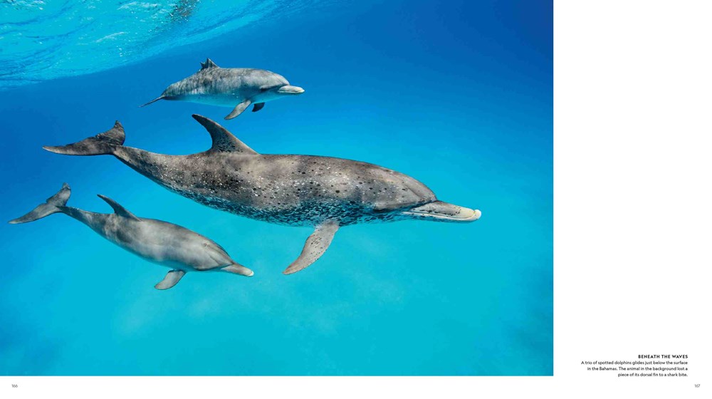 Secrets of the Whales