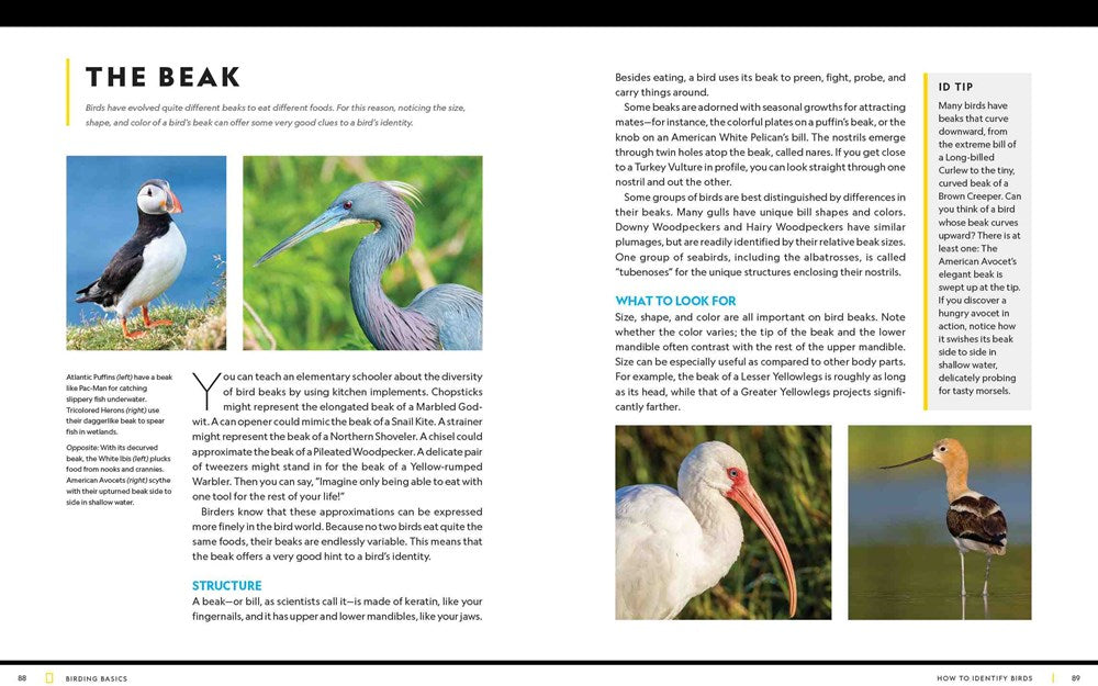 National Geographic Birding Basics