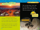 Sea Turtles (National Geographic Kids Readers, Level 2)