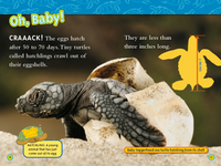 Sea Turtles (National Geographic Kids Readers, Level 2)